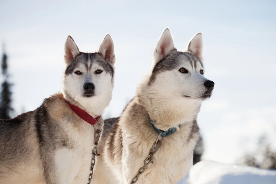 Husky Safari