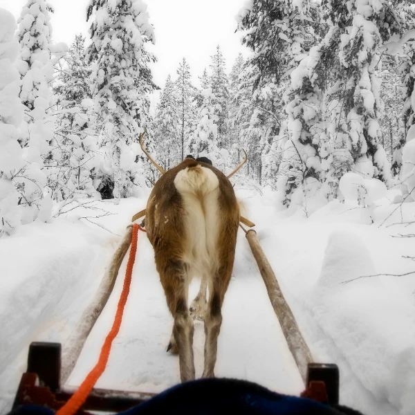 Kemijärvi Reindeer ride