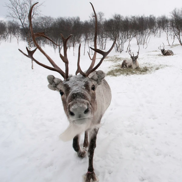 Kemijärvi reindeer safari