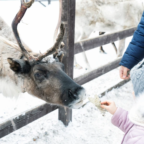 Reindeer safari